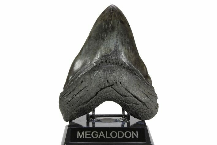 Fossil Megalodon Tooth - Quality Incher #258782